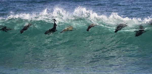 South Africa Seals surfing in waves